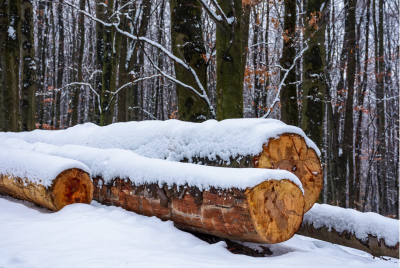 logs on the snowy slope in forest. lovely nature scenery in winter