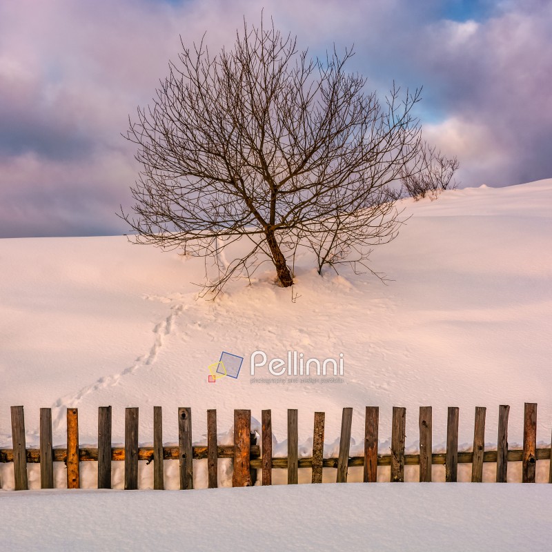 lonely  tree on snowy hillside behind the fence. beautiful countryside scenery in winter morning light
