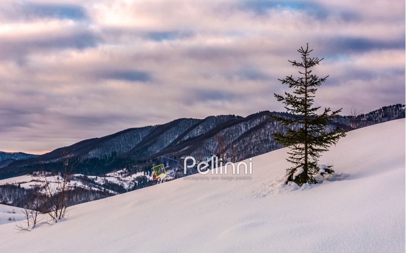 lonely spruce tree on snow covered slope. lovely mountainous countryside scenery in winter 