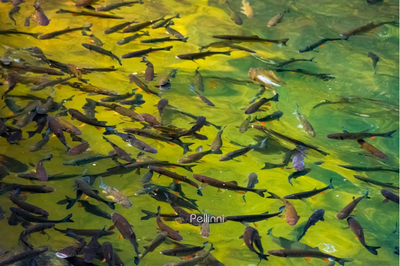 lots of trout in clear water of wild lake. lovely nature background. clean environment concept