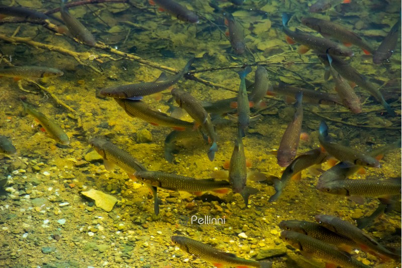 lots of trout near the shore of wild lake. lovely nature background. clean environment concept