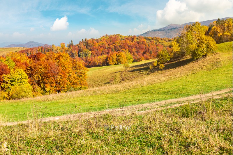 lovely autumn scenery of Carpathian mountains. forest in fall colors behind the grassy meadow. mighty ridge in the distance under the gorgeous sky