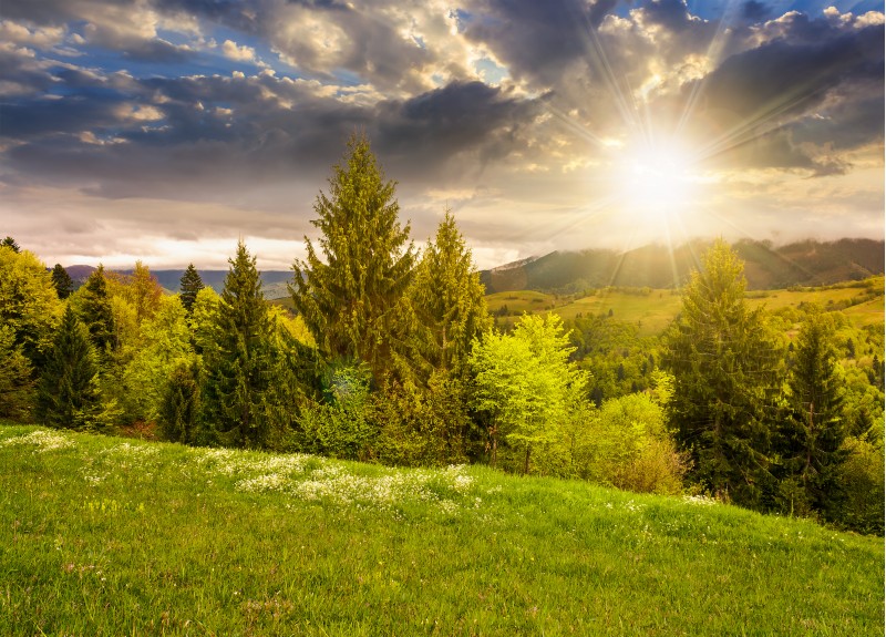 lovely countryside with grassy hills at sunset. beautiful nature of Carpathian mountains in springtime evening light