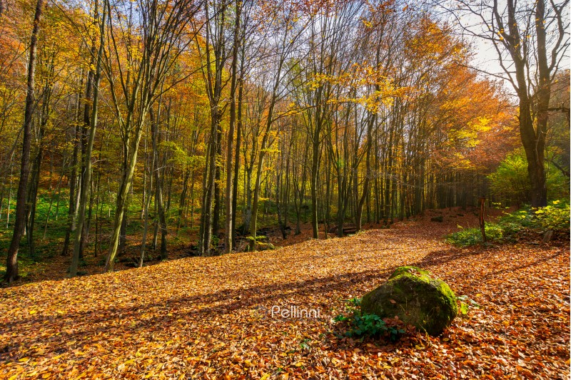 lovely forest scenery in autumn. boulder on the ground in fall foliage