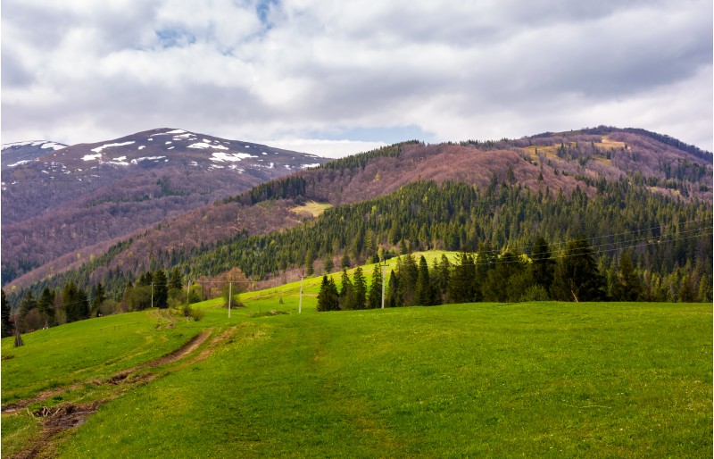 lovely mountainous countryside in springtime. spruce forest on grassy hills and mountains with snowy top