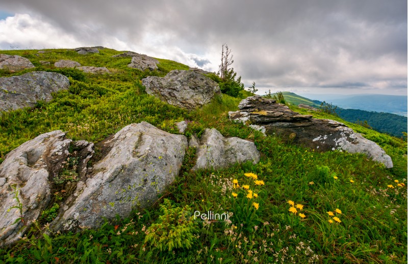 lovely nature scenery on the grassy hillside. small spruce tree among the rocks on a cloudy day