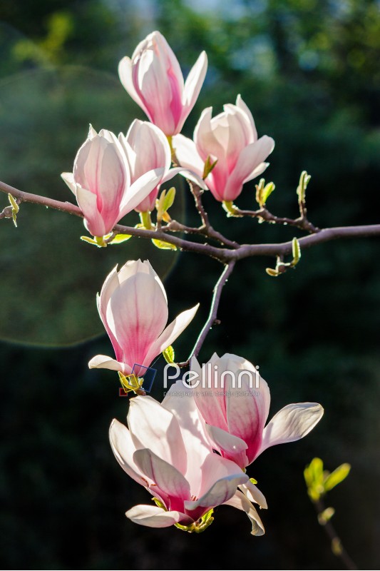 few magnolia flowers close up on a blurred background