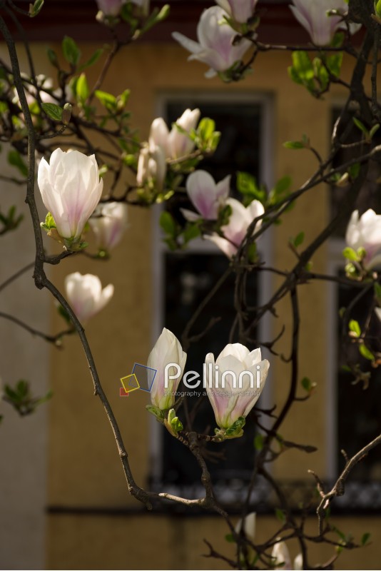 magnolia flowers in front of a window. beautiful spring blossom background