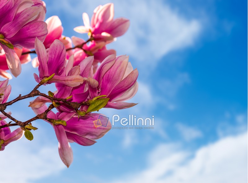 magnolia flowers branch on a blue sky background