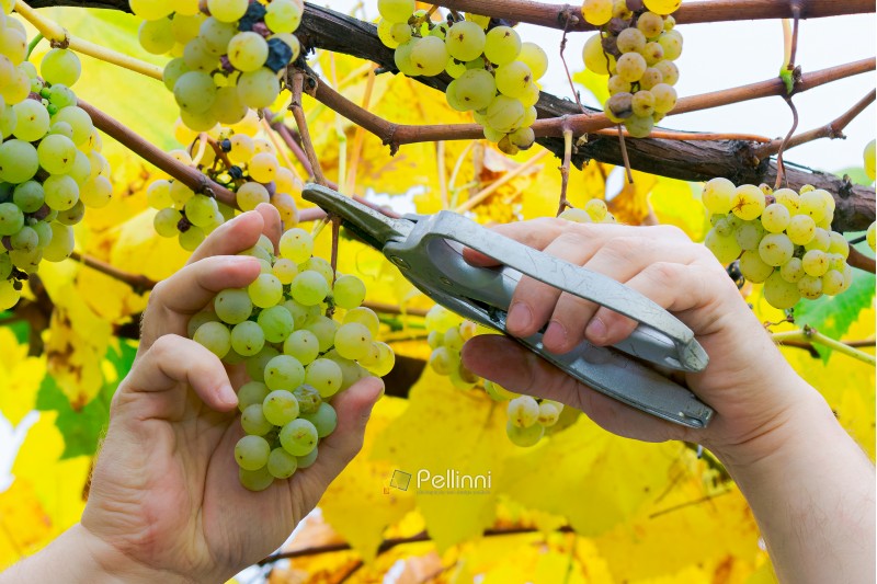 man hands cut the grapes. autumn harvesting scene. natural crop gathering concept