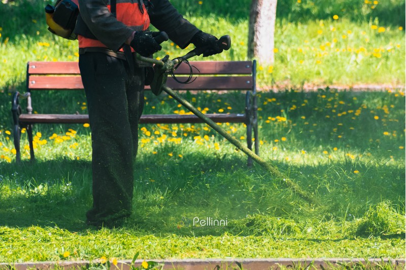 man in coveralls and red jacket with professional brush cutter mowing grass in the park. green lawn with yellow dandelions. bench in the background. sunny springtime weather