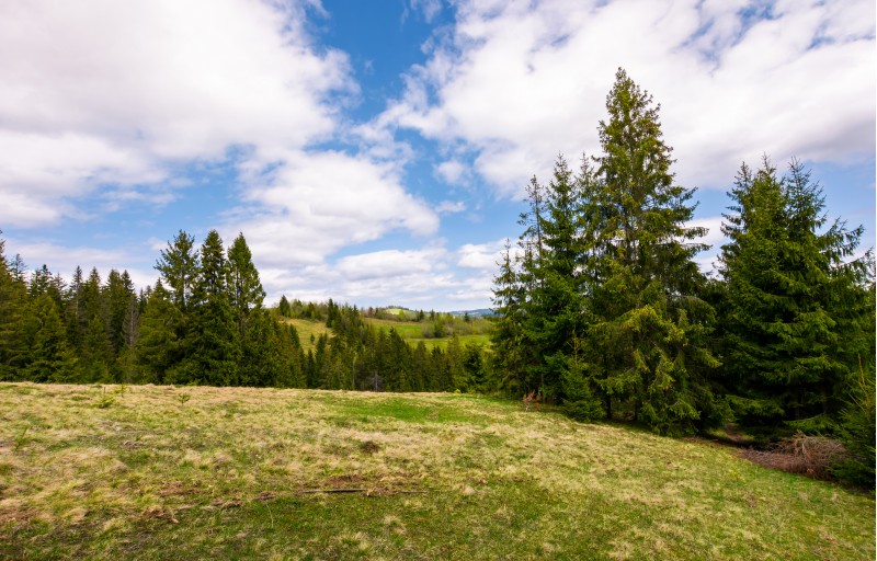 meadow among the spruce forest. beautiful springtime landscape in mountainous area
