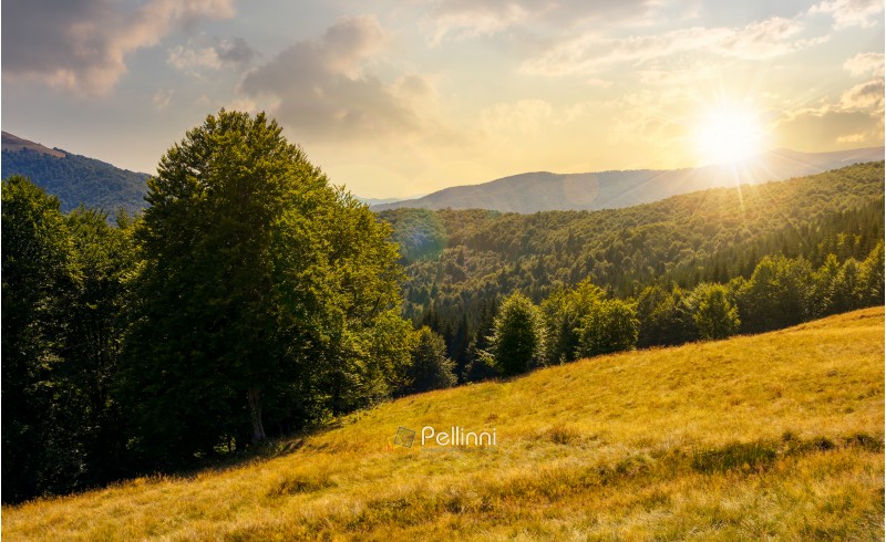 meadow on the forested hill in summer mountain landscape at sunset. beautiful nature scenery on high altitude