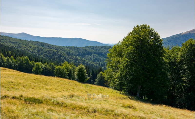 meadow on the forested hill in summer mountain landscape. beautiful nature scenery on high altitude