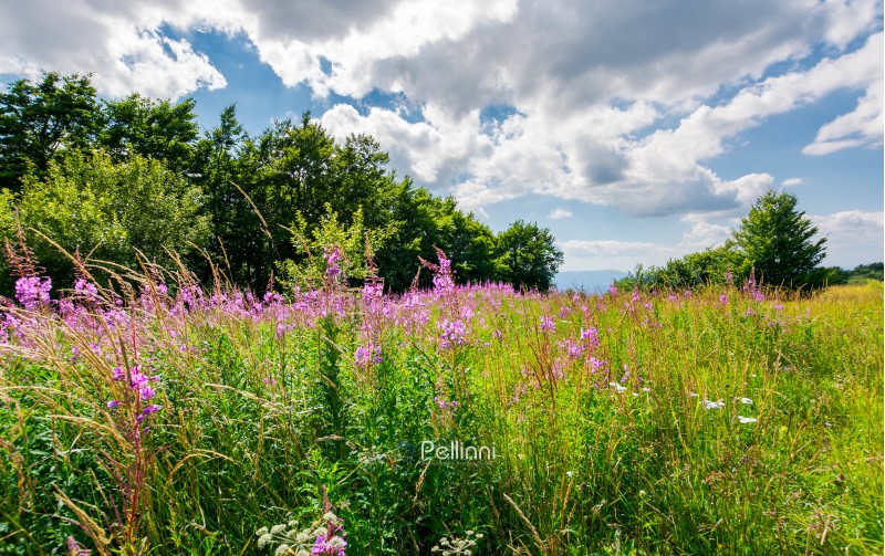 meadow with fireweed near the beech forest. beautiful summer scenery on a warm and cloudy day. lovely purple flowers in bright sunlight