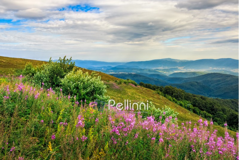 grassy meadow with purple flowers on the slope of a hill. summer landscape on overcast weather over the mountain ridge