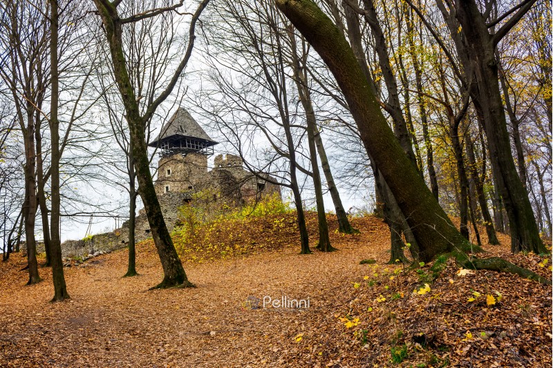 medieval fortress in autumn leafless forest. Nevytsky castle is popular tourist destination of TransCarpathia, Ukraine