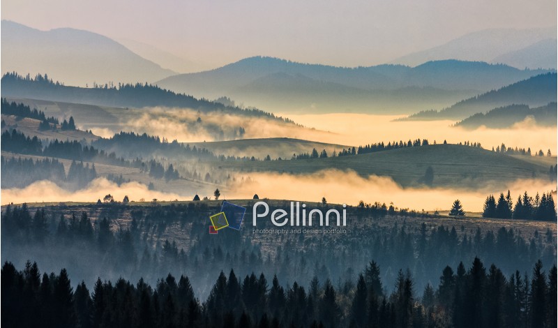 morning autumn landscape. fog among trees on hillside meadow. beautiful rural area in Carpathian mountains.