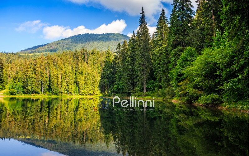 mountain lake among the green fir forest in picturesque summer landscape. reflection in crystal clear water. beautiful weather with blue sky and some clouds at sunrise