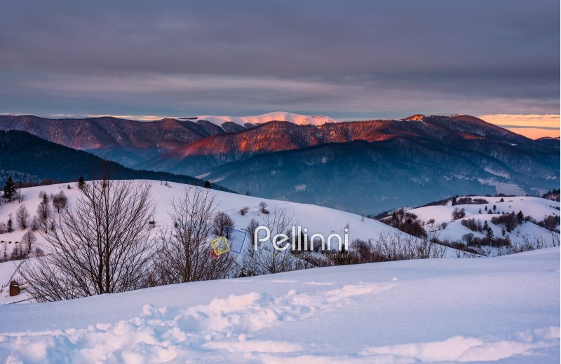 mountain ridge with snowy top at sunrise. gorgeous mountainous countryside landscape in winter