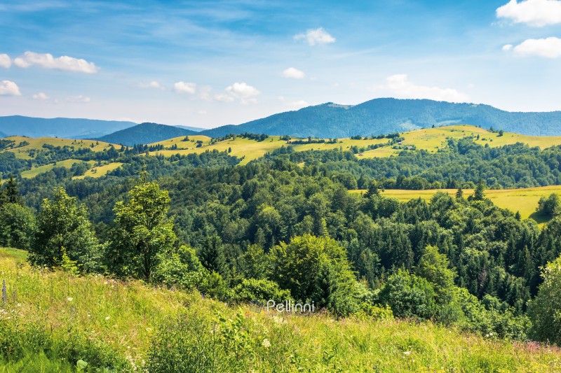 mountainous countryside on a hot summer afternoon. trees on grassy slope. meadows on the distant rolling hills. sunny weather with fleecy clouds on a deep blue sky