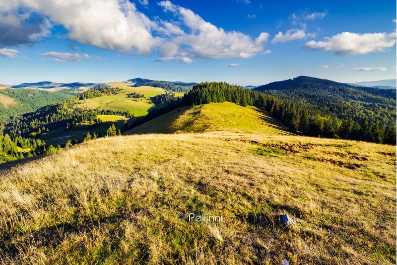 mountainous early autumn landscape in evening light. beautiful view from the grassy meadow on hill. location Romania, Apuseni Natural Park