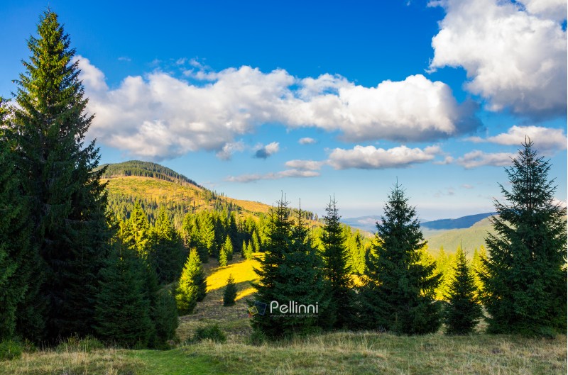 mountainous forest and clouds. tall spruce trees on hillside. mountain peak and valley in the distance. gorgeous cloudscape. Location Apuseni Natural Park of Romania. wonderful nature background
