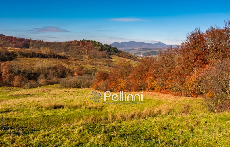 mountainous rural area in late autumn. trees with reddish foliage on green grassy hills. mountain ridge with high peak in the distance