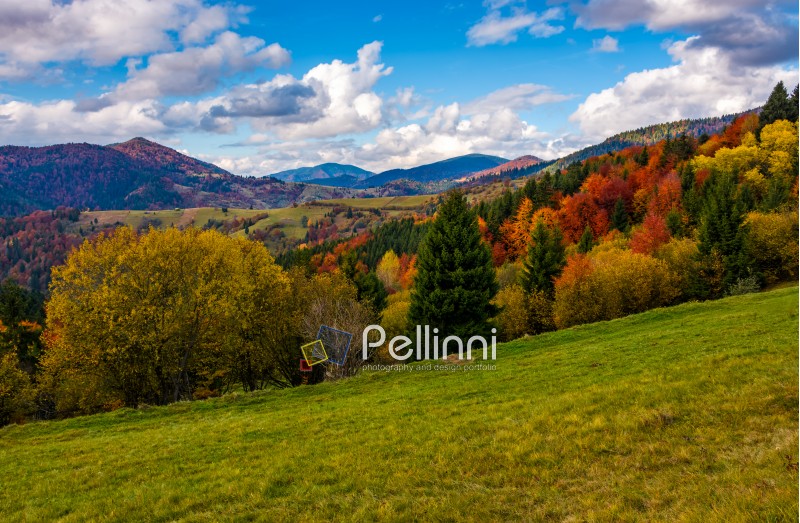 mountains with colorful foliage forest. great autumnal landscape in fine weather and clouds on blue sky