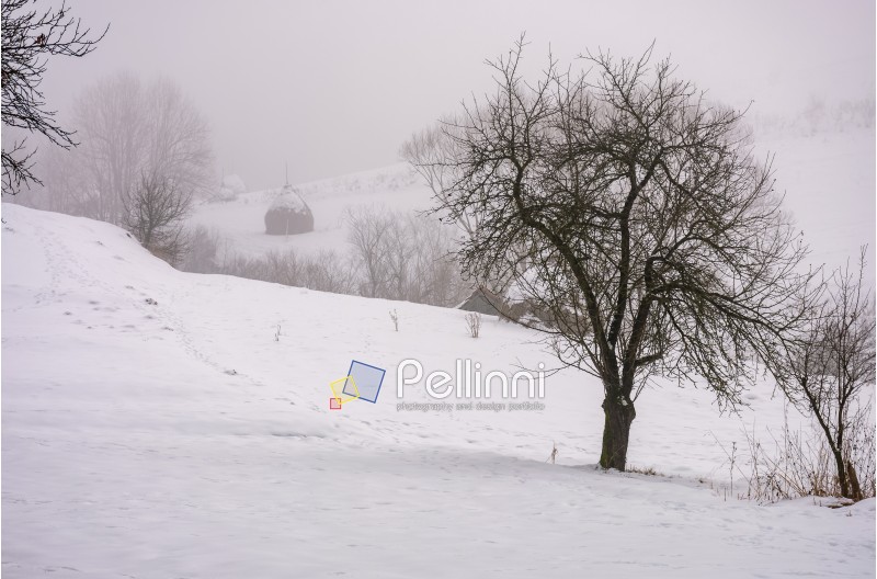 naked tree on snowy rural hillside in fog. gloomy countryside winter scenery