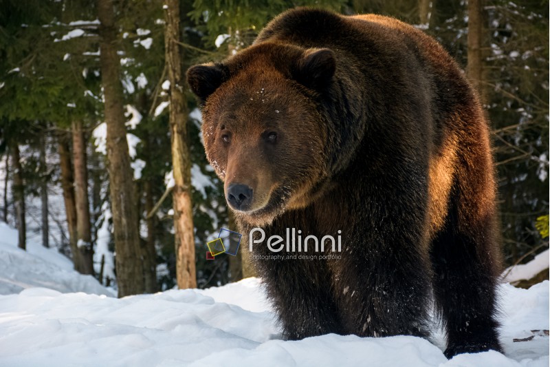 old brown bear stand and stare in the winter forest. lovely wildlife scenery in evening light
