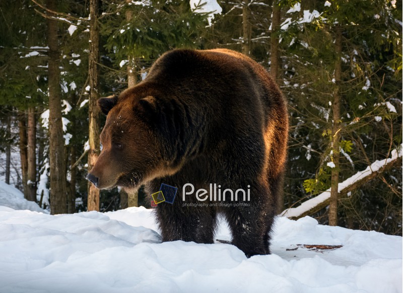 old brown bear walking in the winter spruce forest. lovely wildlife scenery in evening light