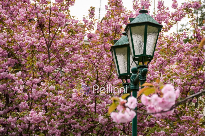 old green lantern among cherry blossom. beautiful spring background