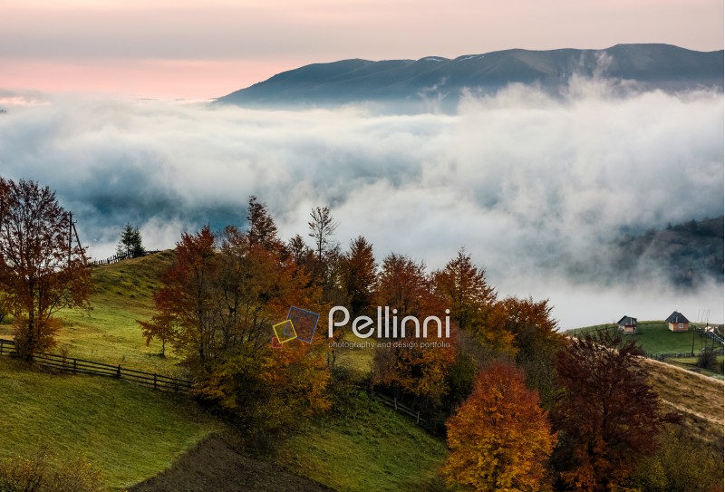orchard with red foliage in foggy mountains. gorgeous rural autumn scenery at dawn