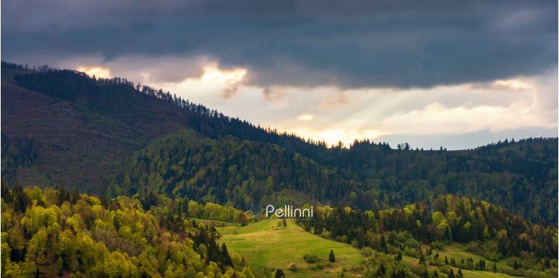 panorama of a wonderful countryside in mountains. meadow among forested rolling hills. beautiful landscape in spring at sunset. overcast sky