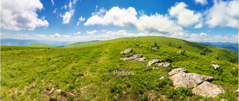 panorama of beautiful carpathian alpine meadows. wonderful summer landscape. fluffy clouds on the blue sky. stones on the edge of a hill