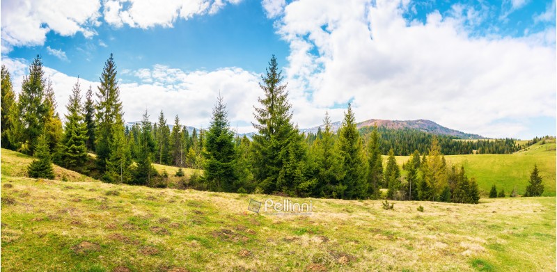 panorama of beautiful countryside in mountains. spruce trees on the meadow. top of the snow covered ridge in the distance. wonderful nature scenery