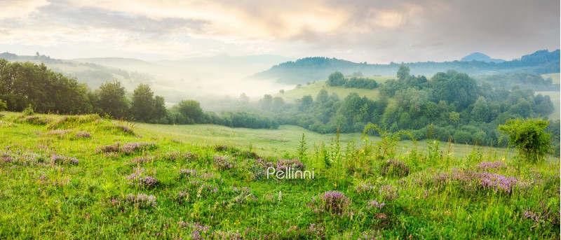 panorama of beautiful foggy morning in mountains. purple thyme flowers on the grassy meadow. high mountain in the distance. wonderful landscape