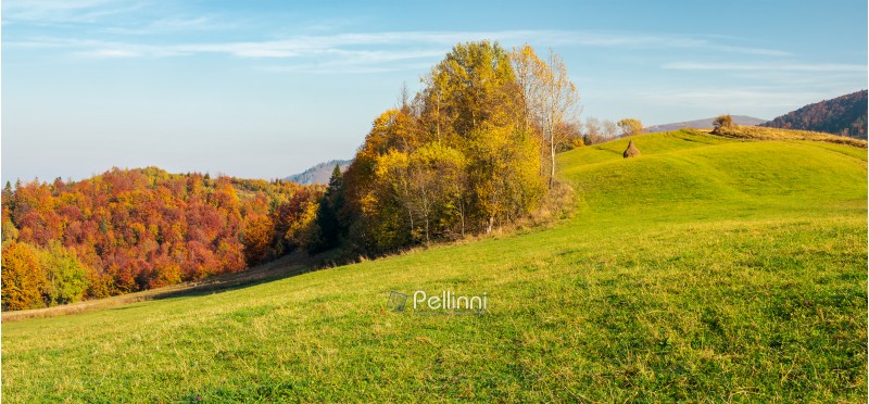 panorama of forest on grassy hill in autumn. beautiful rural scenery of mountainous countryside in sunny october weather