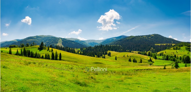 panorama of mountainous landscape in summer. spruce forest on a grassy hills in the valley of Carpathian mountain. beautiful view of Borzhava mountain ridge with Velykyi verkh peak in the distance