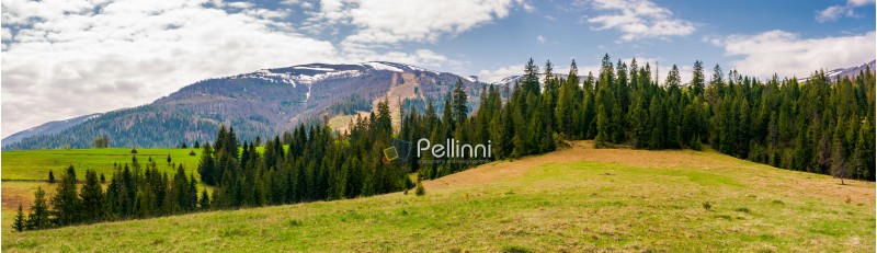 panorama of spruce forest on a hill. lovely springtime landscape with snowy tops of Borzhava mountain ridge in the distance