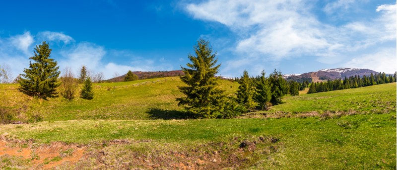panorama of spruce forest on grassy hills. beautiful landscape of Carpathian mountains in springtime. location - valley of Pylypets village, Ukraine