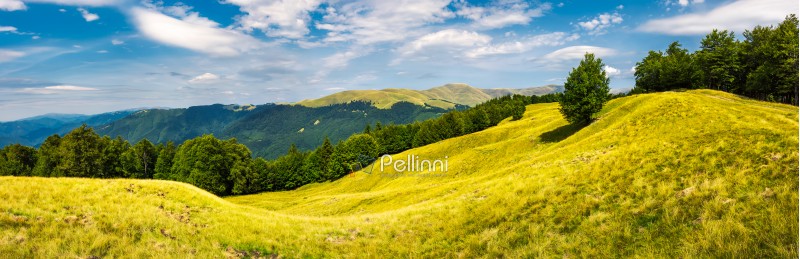 panorama of trees on the grassy hillside. Svydovets mountain ridge in the distance. beautiful summer afternoon nature scenery of Carpathian mountains, Ukraine