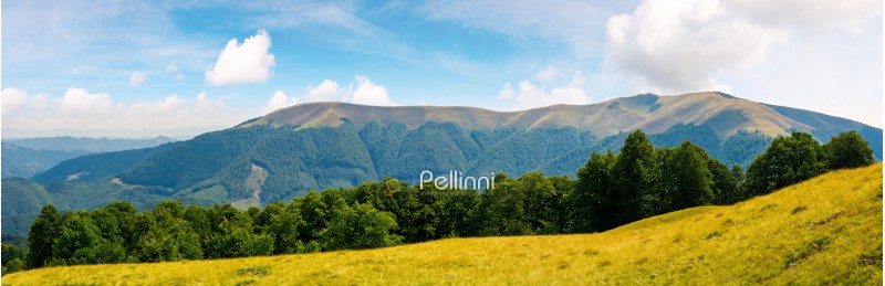 panoramic scene of a summer landscape. beautiful view of a beech forest on a grassy meadow and distant mountain. bright and warm august