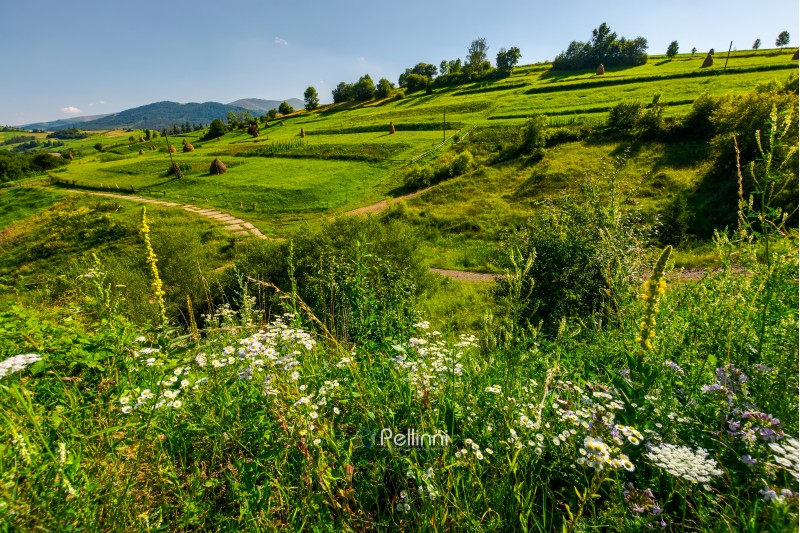 beautiful rural area in mountains. lovely summer scenery in afternoon. path along the agricultural fields with haystacks