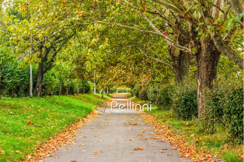 wide trail with foliage in the shade of autumn trees