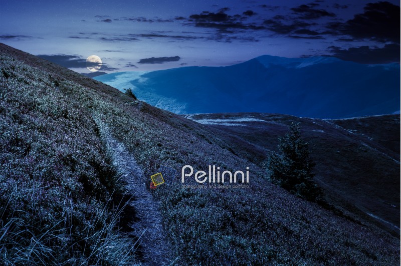 path though mountain hills and ridge at night in full moon light. beautiful scenery with spruce tree on a slope in fine weather on late summer