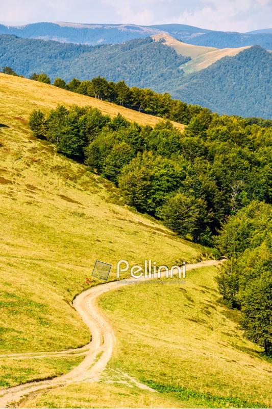 winding path through large meadows on the hillside leads in to the forest. mountain ridge landscape in summer time