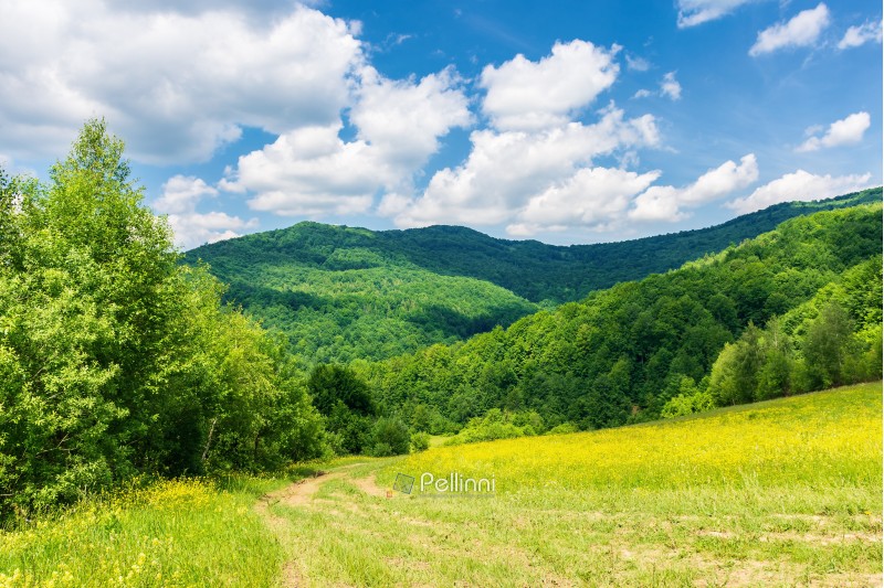 path through beautiful summer countryside. grassy meadow among the forest. trees along the road. wonderful nature scenery of Carpathian mountains