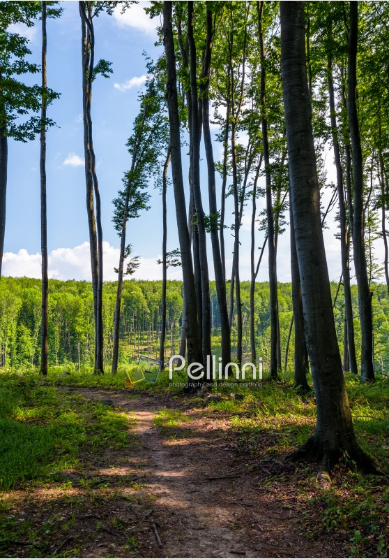 path through forest with tall trees. lovely summer scenery